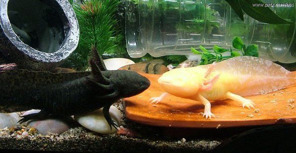 六角蝾螈最多可以长多大? 有无毒? 多少价格?