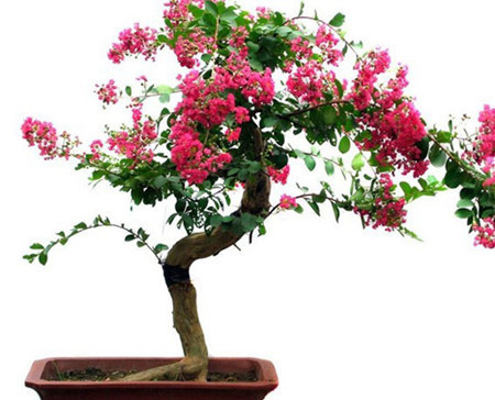 紫薇花适合室内养殖吗,养殖的最好方法?_360