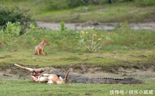 羚羊在陆地上被巨鳄偷袭,而羚羊竟亲眼目睹自己被一点点吞掉! 澳门线上赌博网址