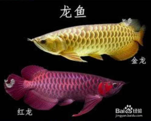 6米魚缸玻璃多少錢一個(gè)（6米魚缸玻璃多少錢一個(gè)呢）