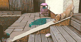 周三动图与笑话【投票】 - 油乐园 - 一加手机社区