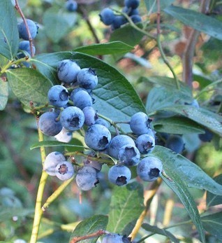 蓝莓树什么时候能接果_360问答