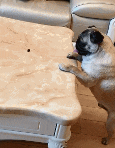 搞笑GIF:妹子虽然你有一双大白腿,但我不是来看你的