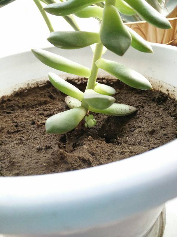 请问如何将长出来的小多肉移植到别的盆里?需