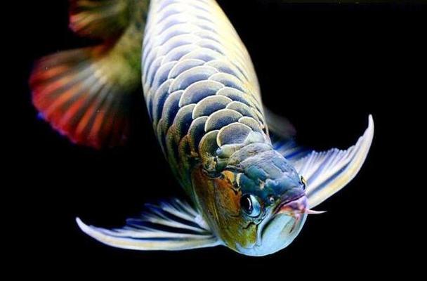 營(yíng)口市鲅魚(yú)圈區(qū)熊岳愛(ài)的亮點(diǎn)水族館（鲅魚(yú)圈愛(ài)的支點(diǎn)蛋糕店電話號(hào)碼）