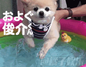 【gif】盘点那些游泳界的小萌(chun)狗!