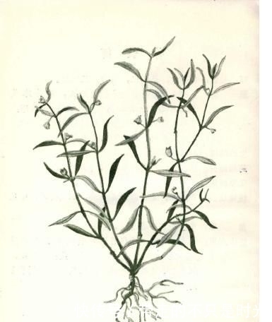 舌草什么成语_草什么花什么成语(3)