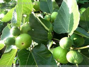 谁知道这是叫什么?谢谢了_360问答