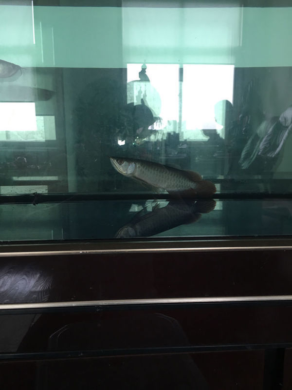 龙鱼趴缸怎么回事、头朝上会不会死啊_360问