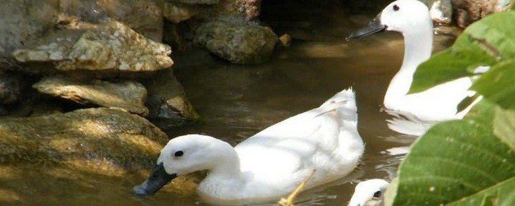 连城白鸭_360百科