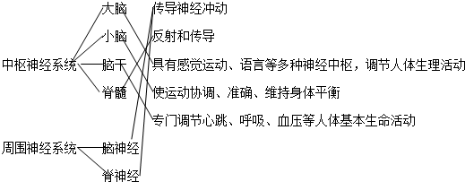 连线: 大脑 传导神经冲动 小脑 反射和传导中枢