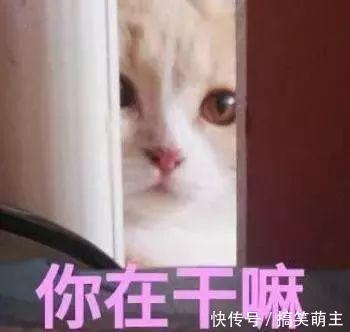 卖萌图片猫咪:你这个小可爱,电你喔一额汗表情表情图片