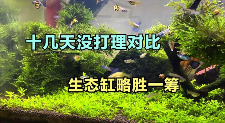 虎紋恐龍和虎紋恐龍王區(qū)別在哪(虎紋恐龍吃什么)