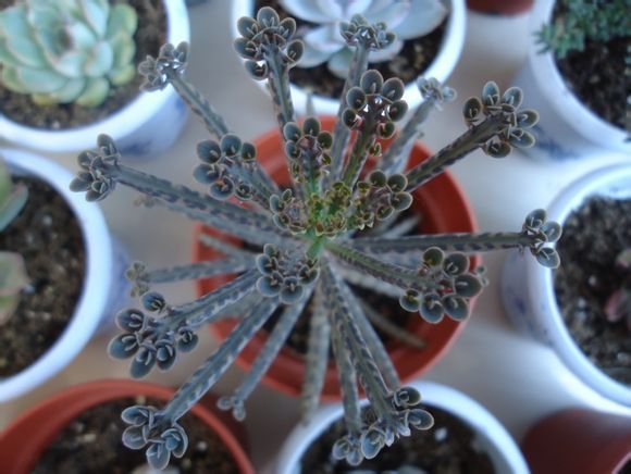 多肉植物棒叶不死鸟怎么养_360问答