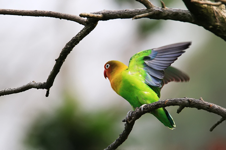 虎皮鹦鹉能活几年 平均寿命是在7-10年_360问