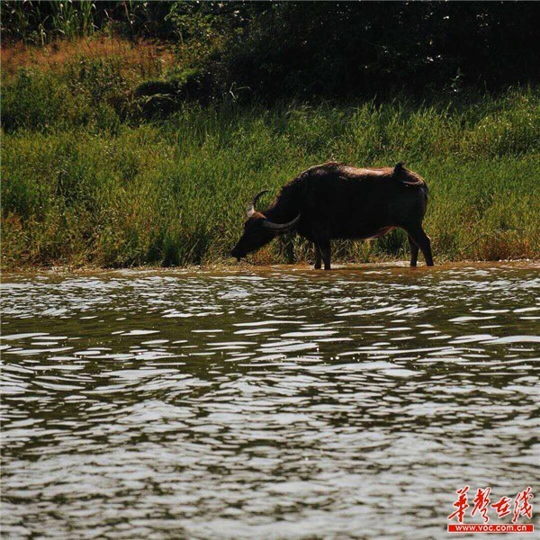 【美丽中国长江行】毛里湖:“四圈共治”为水“解毒”,总算又见
