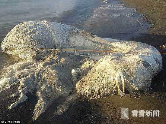 菲律宾海滩惊现长毛\＂海怪\＂尸体:物种不明 臭味奇特