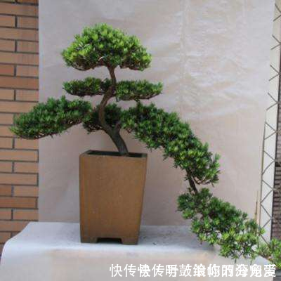 就想养棵罗汉松,无奈价格太贵,剪1枝条种下也