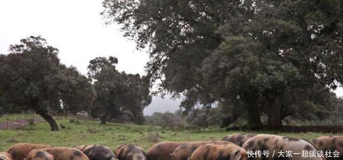 世界上最贵的火腿, 一根售价3.1万, 制作就要花