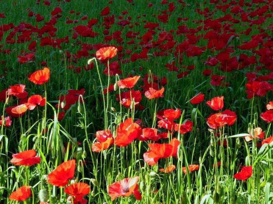 淮南民警巡逻途中发现罂粟花 立即铲除并宣传