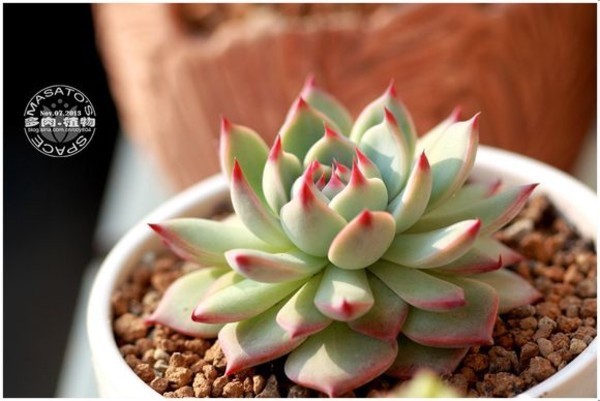 最近突发奇想,想养点多肉植物赚钱,谁能推荐几