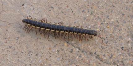 茶花土里生像蜈蚣的虫子_360问答