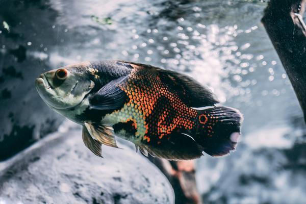 什么紅龍魚發(fā)色好看又便宜好養(yǎng)(什么紅龍魚發(fā)色好看又便宜好養(yǎng)呢)