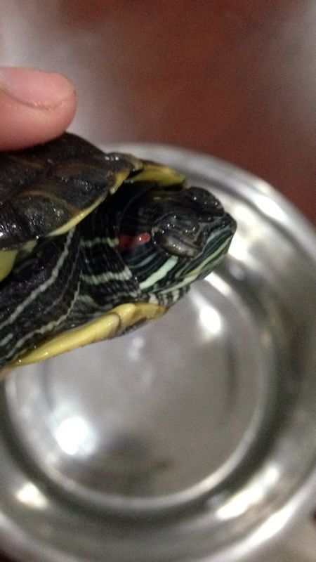 如图,家养几年的巴西龟,上月眼睛有点肿.擦了红