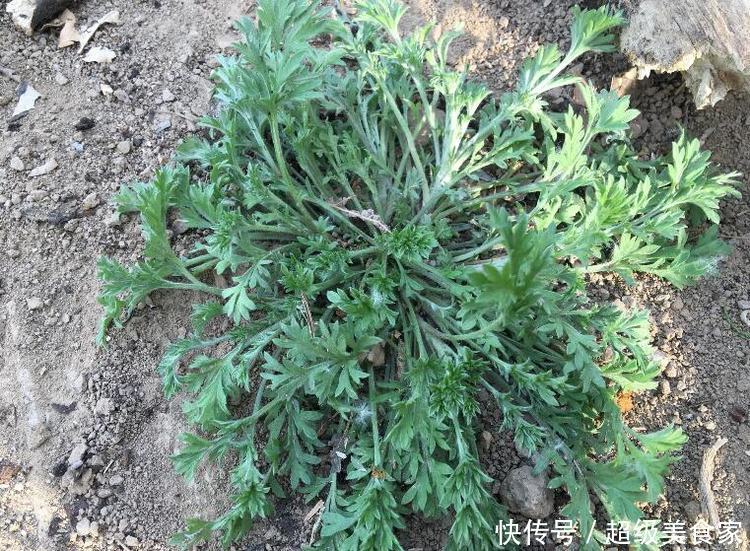 每天用白蒿泡水喝,连续喝一段时间,身体会出现