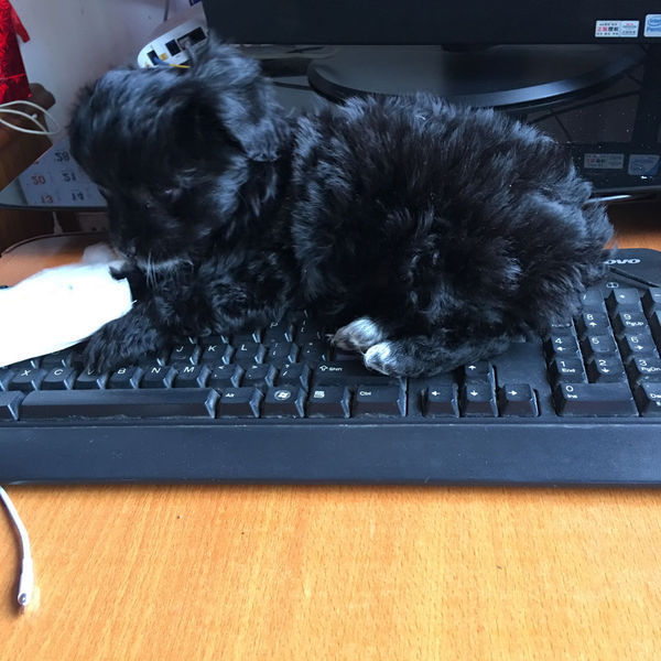 请问这是泰迪和什么串吗?_360问答