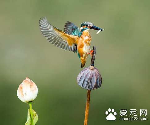 什么鸟会说话 动物一般都有很强的模仿能力_3