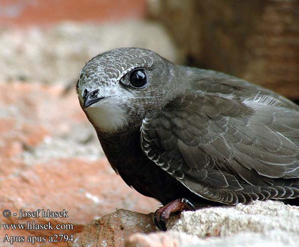 黑色眼睛 棕色羽毛 黑色爪子 褐色嘴 是什么鸟,