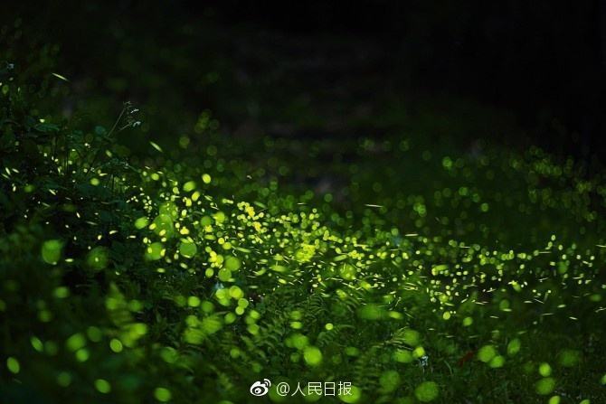 我国萤火虫正面临灭绝 被拉到城市可能活不过3天 - 钟儿丫 - 响铃垭人 我国萤火虫正面临灭绝 被拉到城市可能活不过3天 - 钟儿丫 - 响铃垭人
