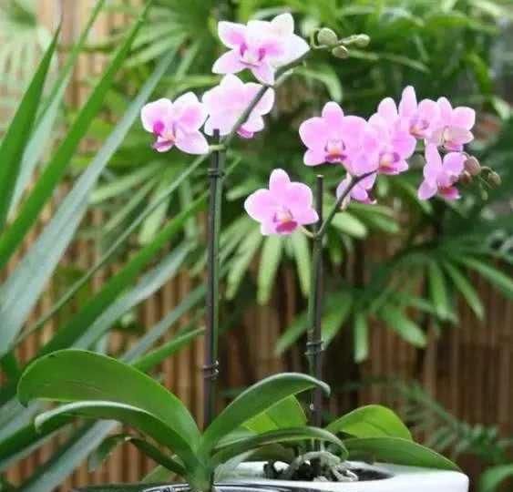 蝴蝶兰怎样种才能每年开花 t01f45350c01456fcb9.jpg
