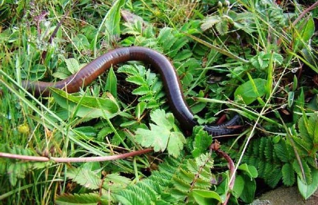 牛粪养蚯蚓技术_360问答