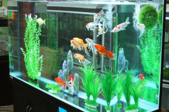 遵義市紅花崗區(qū)中禹水族店（遵義市紅花崗區(qū)中禹水族店電話）