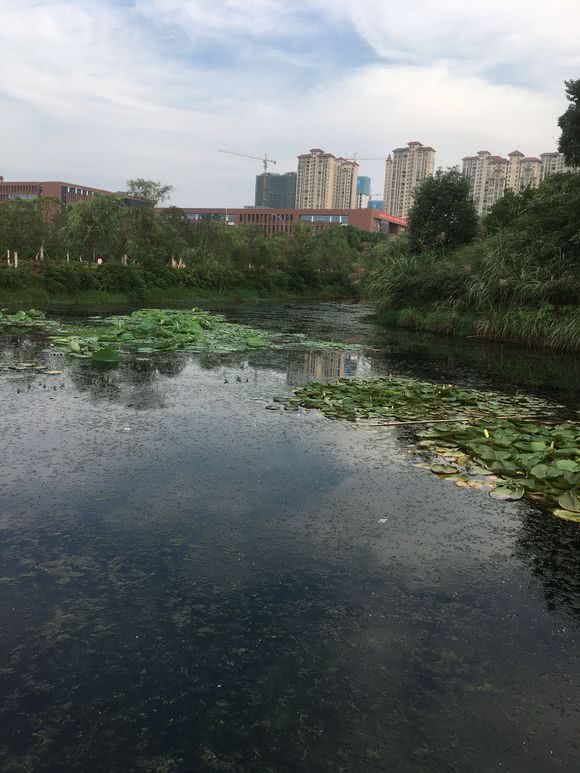 校园景观湖，水草茂密野鱼多，可是里面野鱼太大，怎么才能钓起来