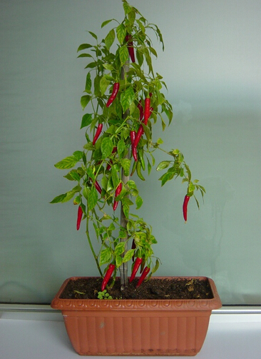 适合在家里花盆种的菜_360问答