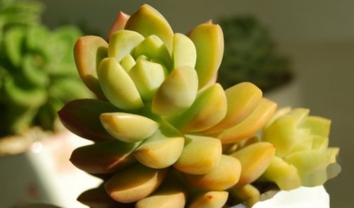 多肉怎样爆小崽 t01f57a29a471c24b27.jpg