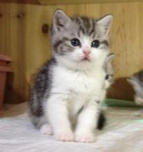 美国短毛猫一般多少钱?_360问答