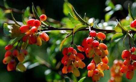 这种树叫做三颗针,在农村却没人认识它,农民