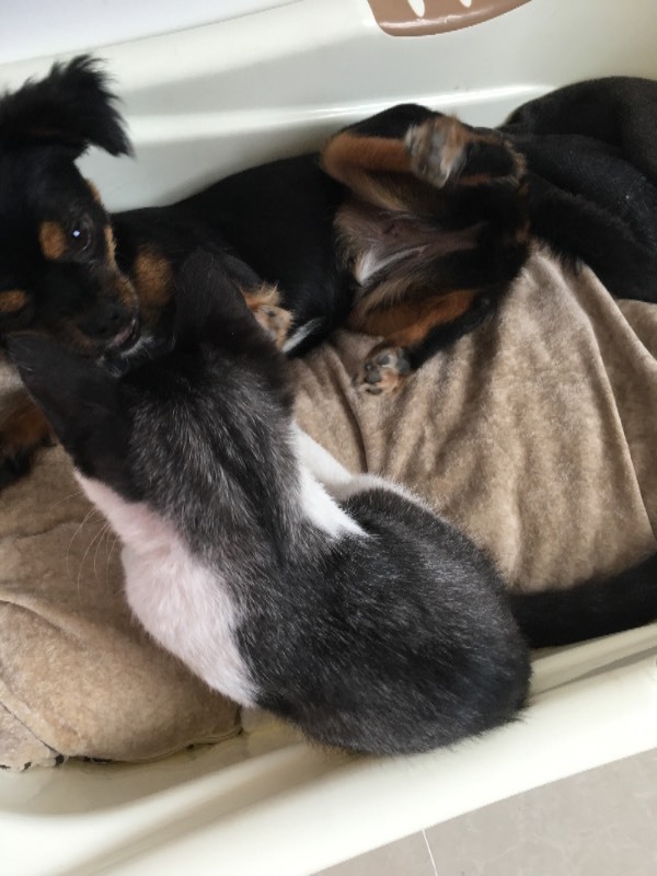 我家猫咪身上的黑毛为什么越长越白,前两张是