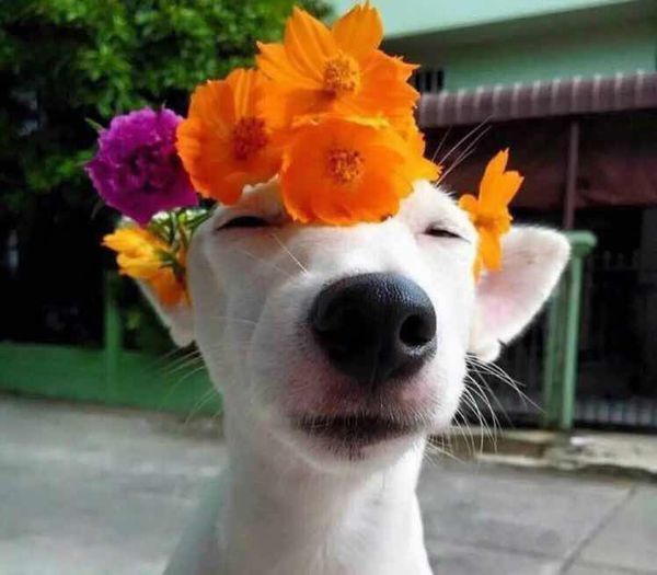 如图,求一只白色狗带一朵小黄花头像_360问答
