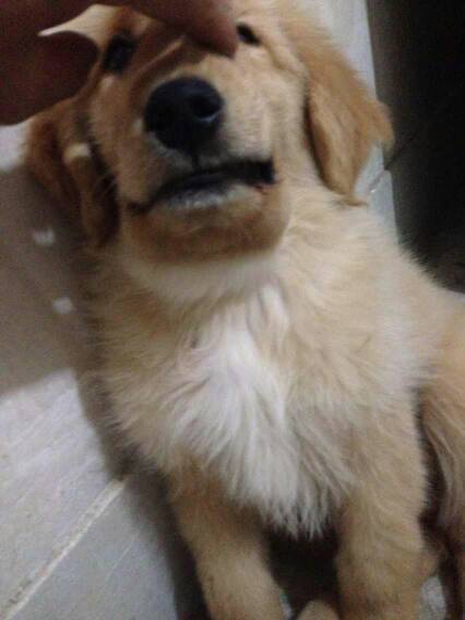 我家的金毛三个小时前都还好好的,怎么突然就