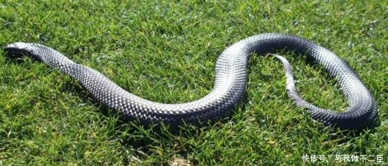 世界最毒的蛇排名_世界最毒的蛇(2)