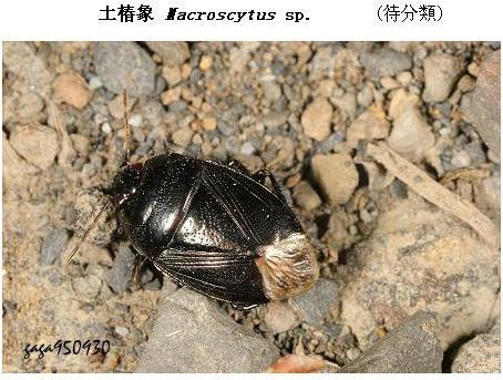 这是什么虫子?台风过后突然出现在钱塘江边,住