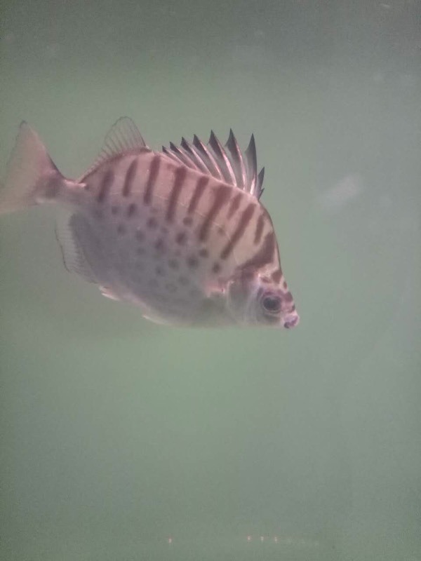 热带鱼鱼鳍竖起来了为什么?