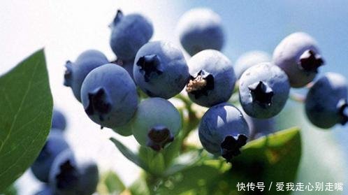 想要种好蓝莓,越冬防寒很关键,做好这几点