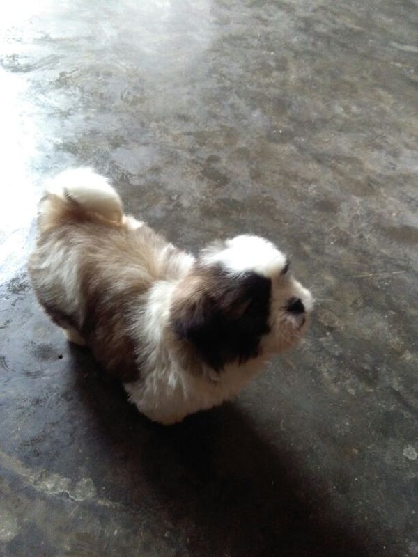 刚断奶的一个月小狗吃的狗粮每天量是多少