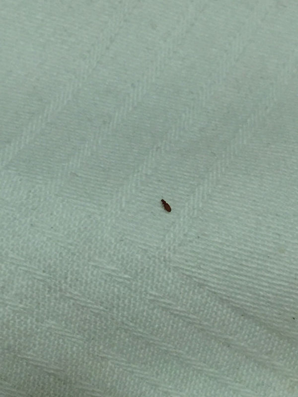 我想问下这是什么虫子 床上咬的我痒死了 晒了